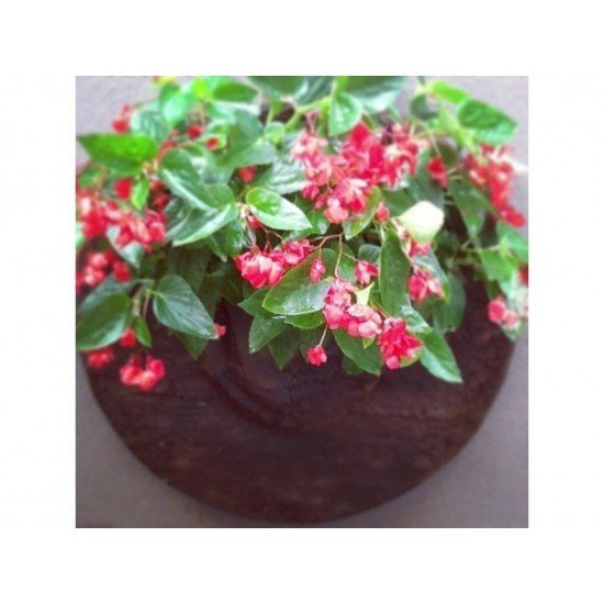 MANDALA PEQUENA  FIBRART