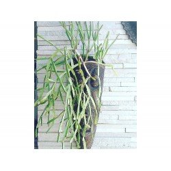 MASCARA AFRICANA G PARA PLANTAR FIBRART