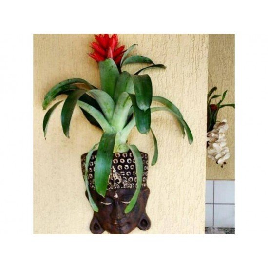 MASCARA BUDA PARA PLANTAR FIBRART