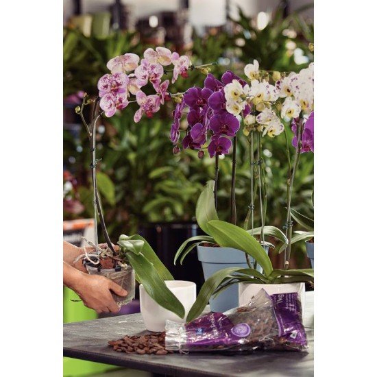 MIX ORQUIDEA PREMIUM EXP 1KG TRAMONTINA